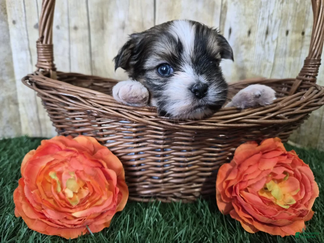 Shorkie dogs for sale: Bronco - Ad 2