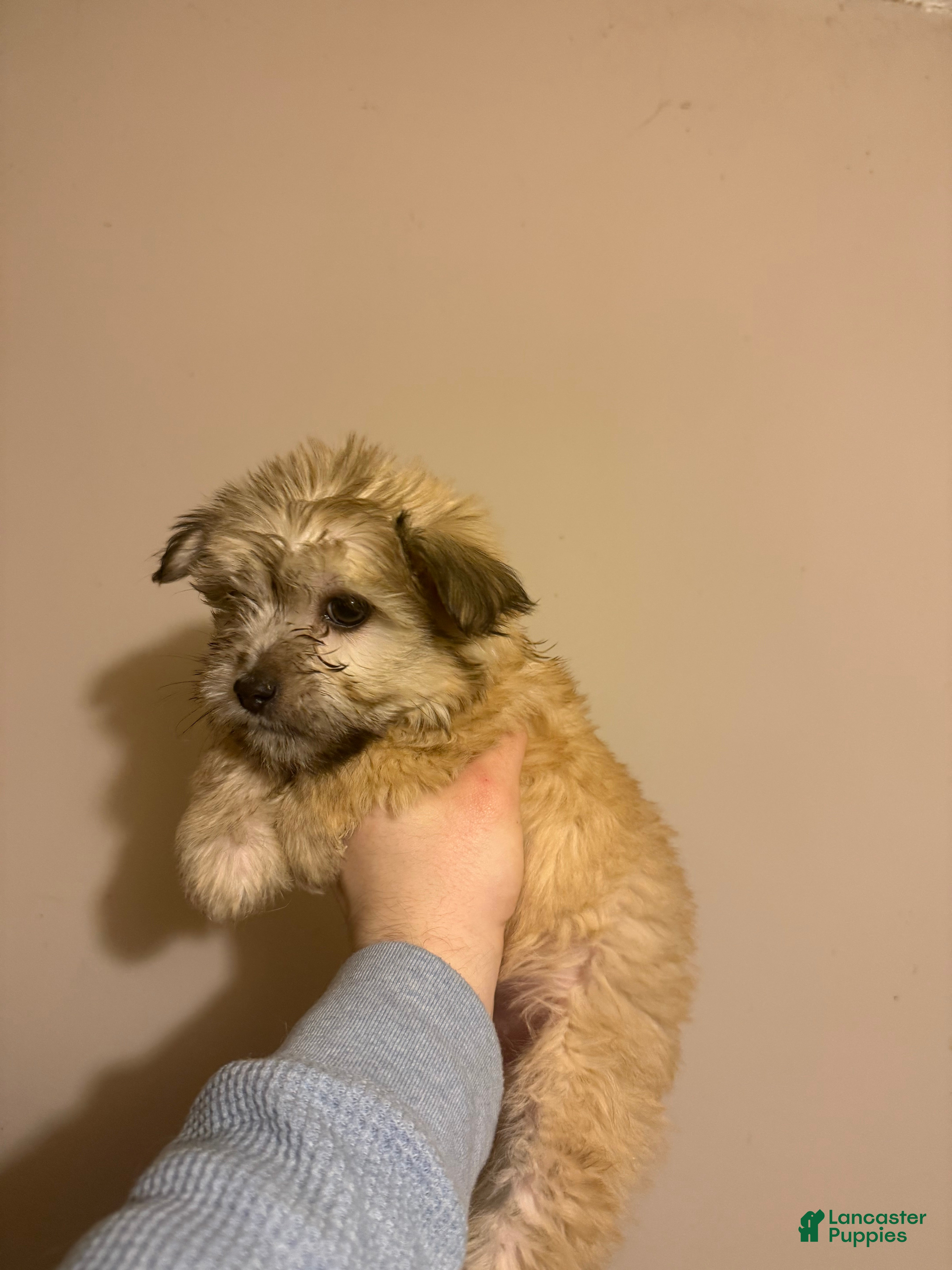 Mixed Breed dogs Mixed Breed Puppy 1 - Ad 33