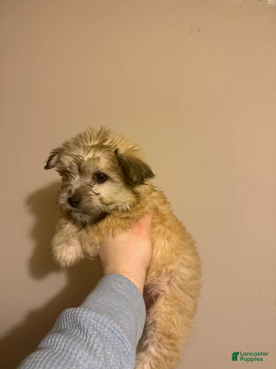 Mixed Breed dogs for sale: Mixed Breed Puppy 1 - Ad 1