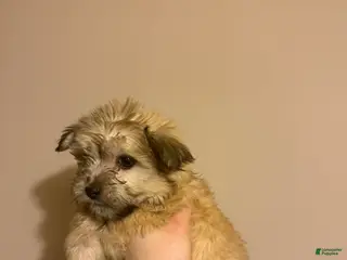 Mixed Breed dogs for sale: Mixed Breed Puppy 1 - Ad 3