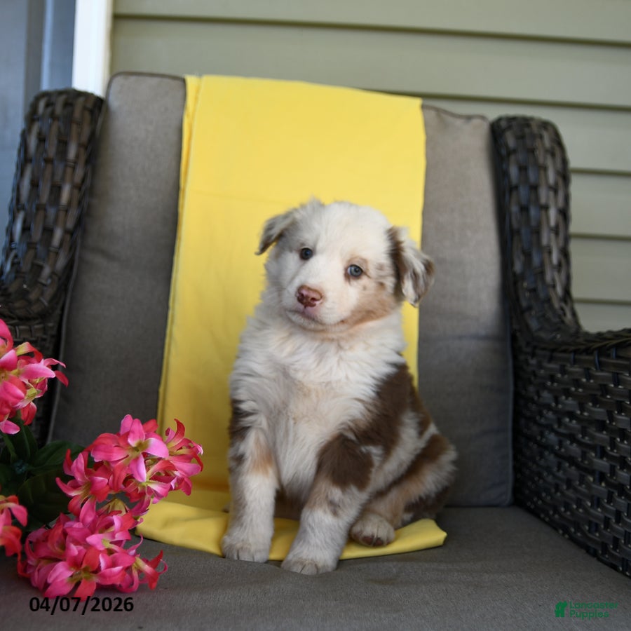 Australian Shepherd dogs Riley - Ad 2