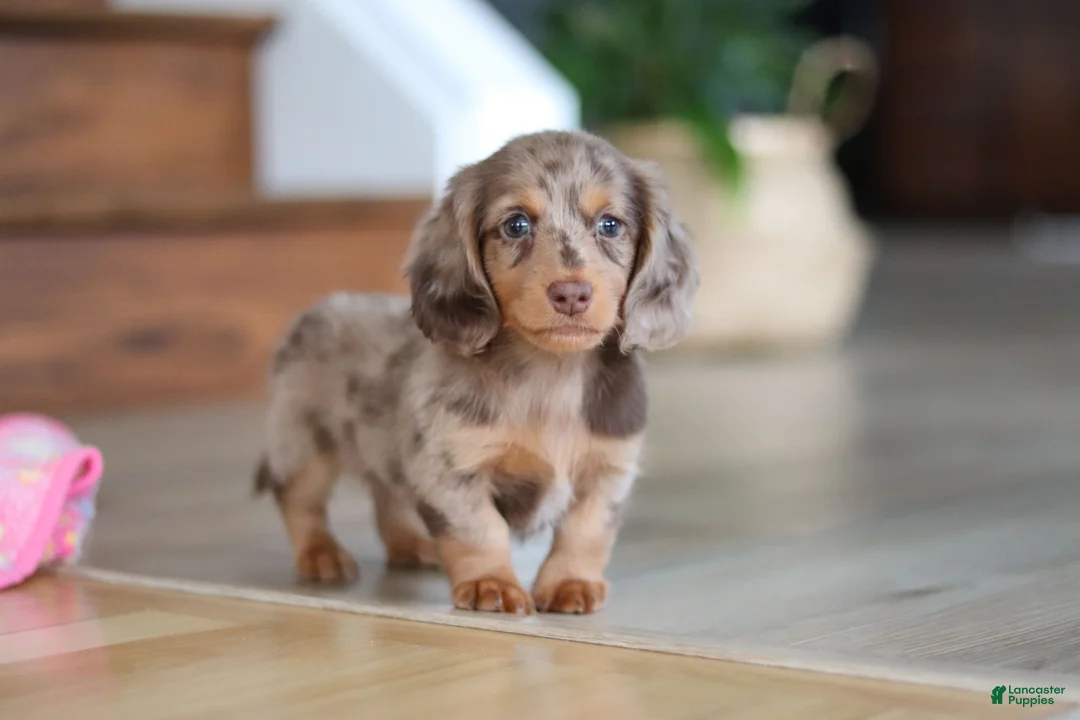 Miniature Dachshund dogs for sale: Callie - Ad 3