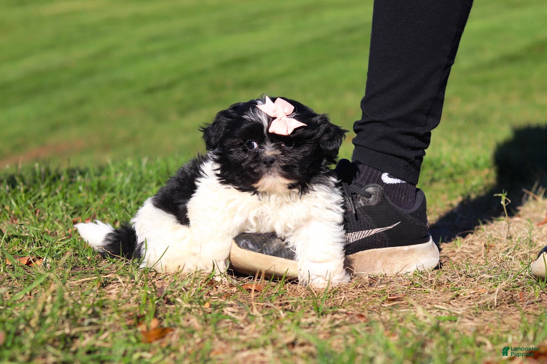 Shih Tzu dogs for sale: Hazel - Ad 4