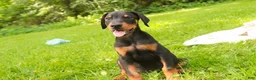 Doberman Pinscher dogs for sale: Griffin - Ad 5