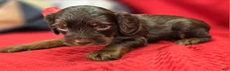 Cockapoo dogs for sale: Meeko - Ad 19