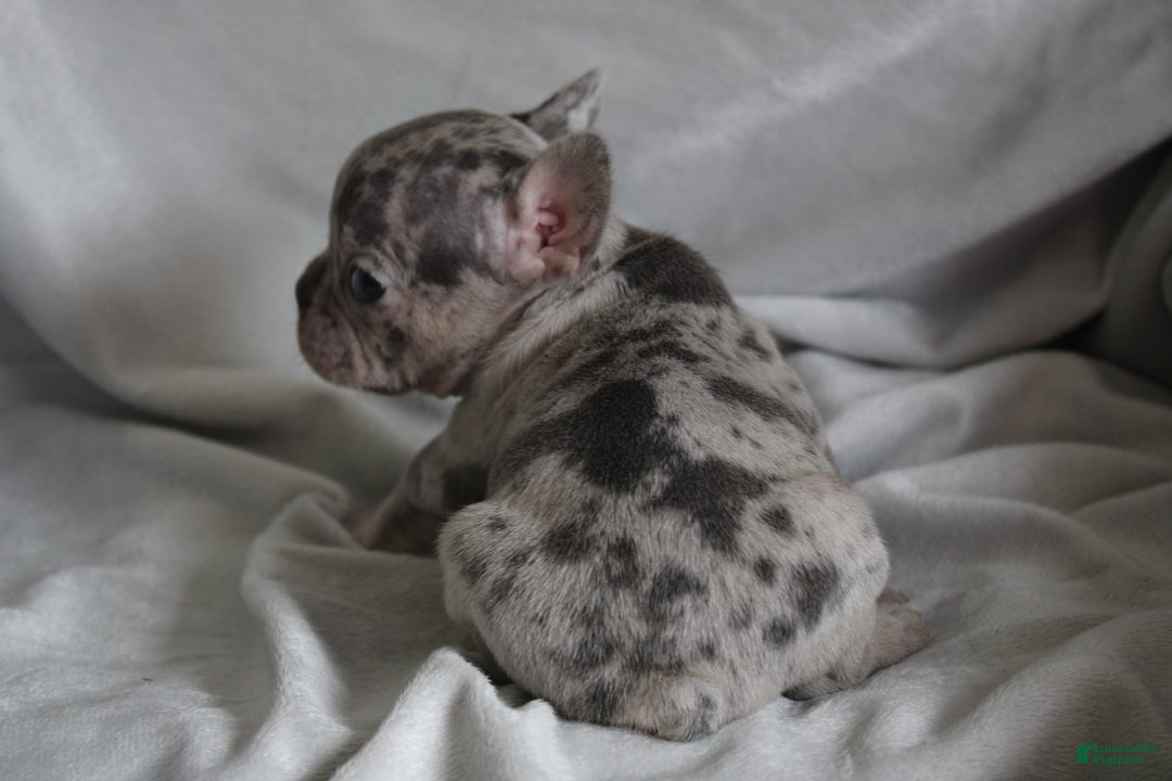 French Bulldog dogs for sale: HANNAH - Ad 3