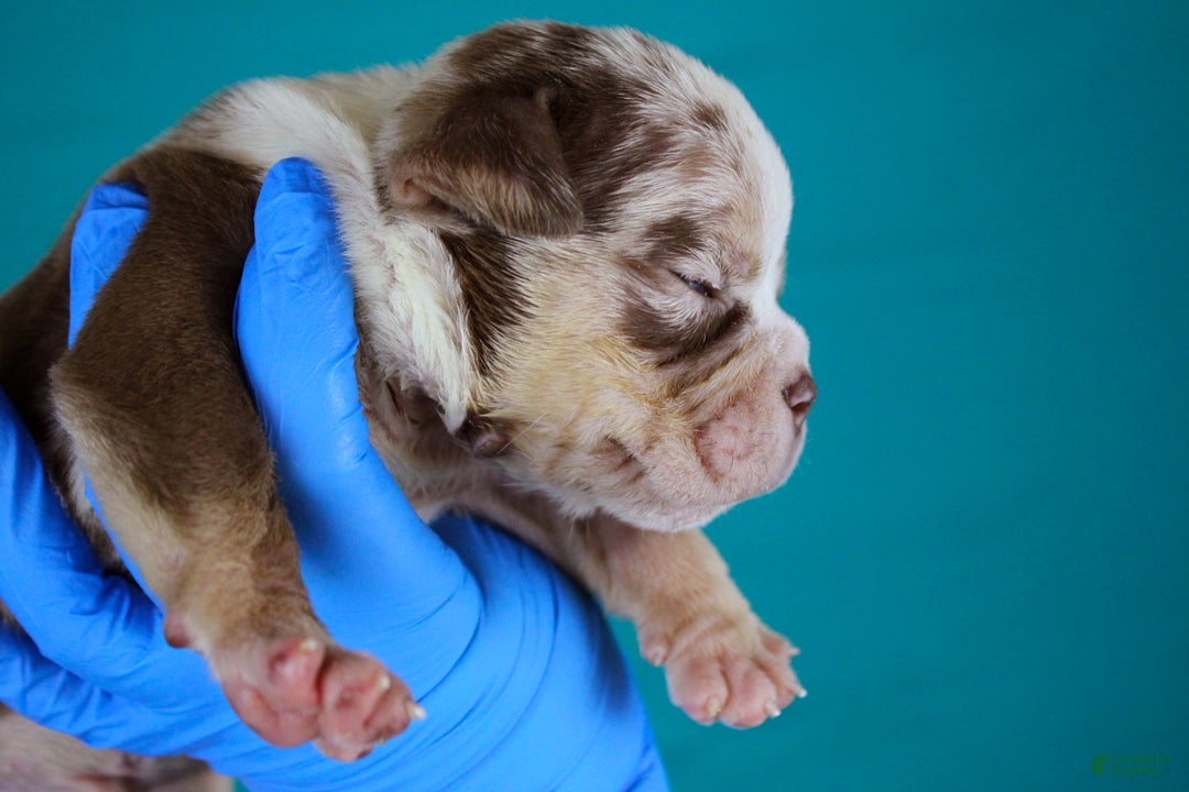 American Bully dogs for sale: Chocolate Tri Merle Male - Ad 3