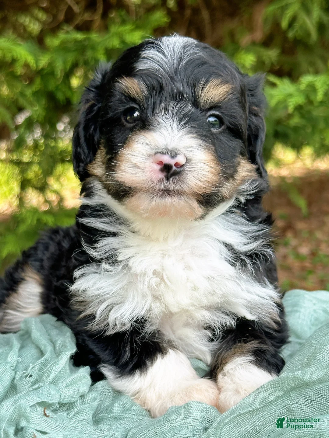 Mini Bernedoodle dogs for sale: Willie-Petite/Mini-OFA&GeneticParents - Ad 2