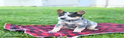 Australian Cattle Dog dogs for sale: Reeses - Ad 4