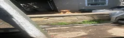 German Shepherd dogs for sale: Frack - Ad 9