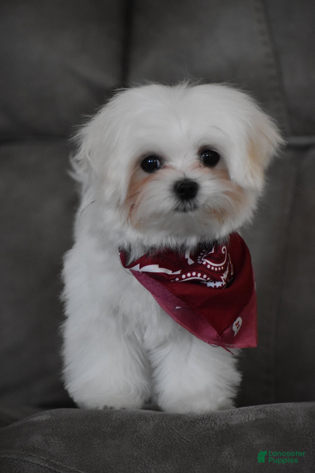 Maltese dogs for sale: Toby - Ad 8