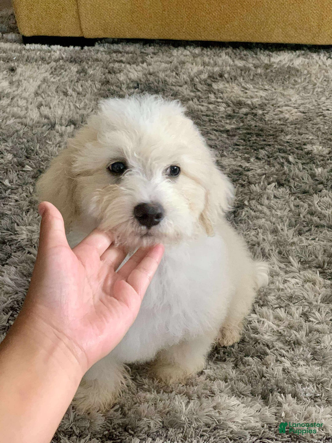 Miniature Poodle dogs for sale: Leo - Ad 3