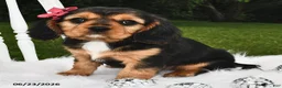 Beaglier dogs for sale: Cali  - Ad 3