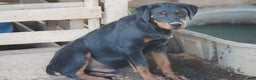 Rottweiler dogs for sale: Raja M1 - Ad 4
