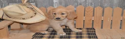Goldendoodle dogs for sale: Brooke - Ad 5