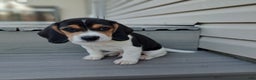 Beagle dogs for sale: BRUNO - Ad 2