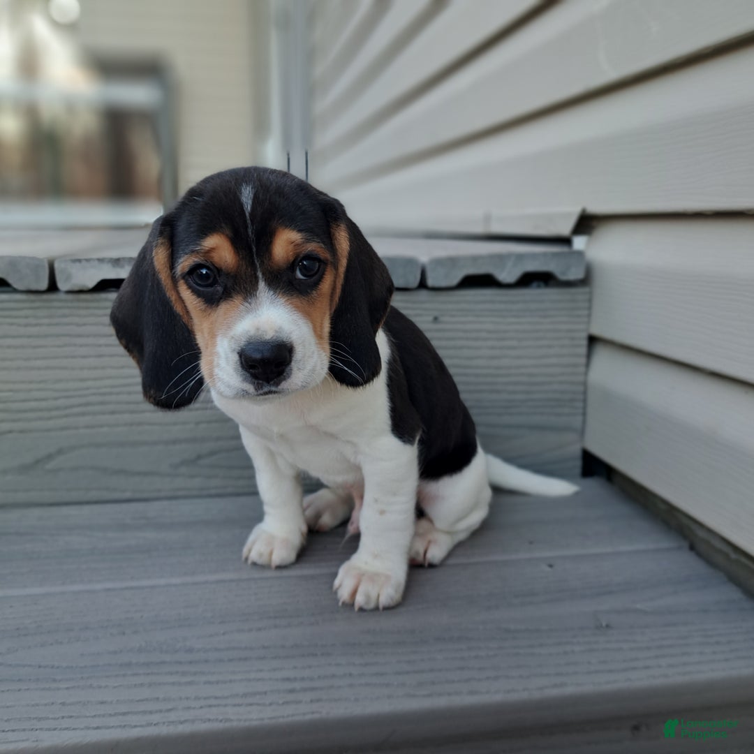 Beagle dogs for sale: BRUNO - Ad 2
