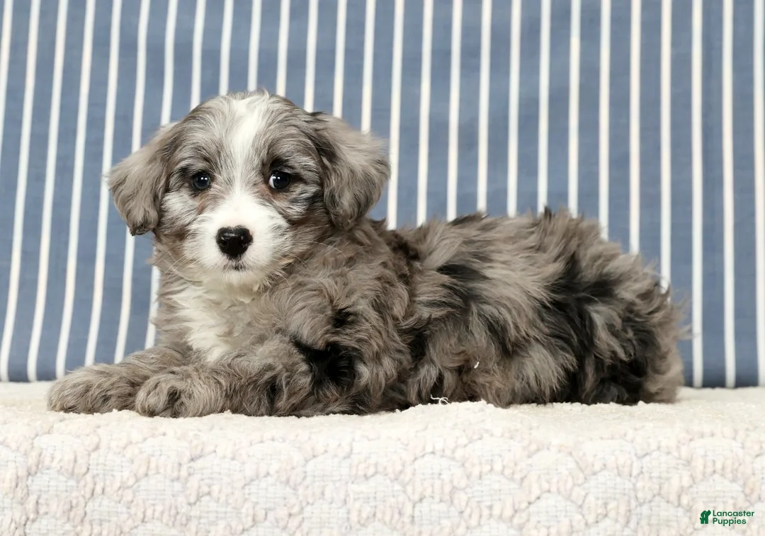 Mini Bernedoodle dogs for sale: Totsi - Ad 4