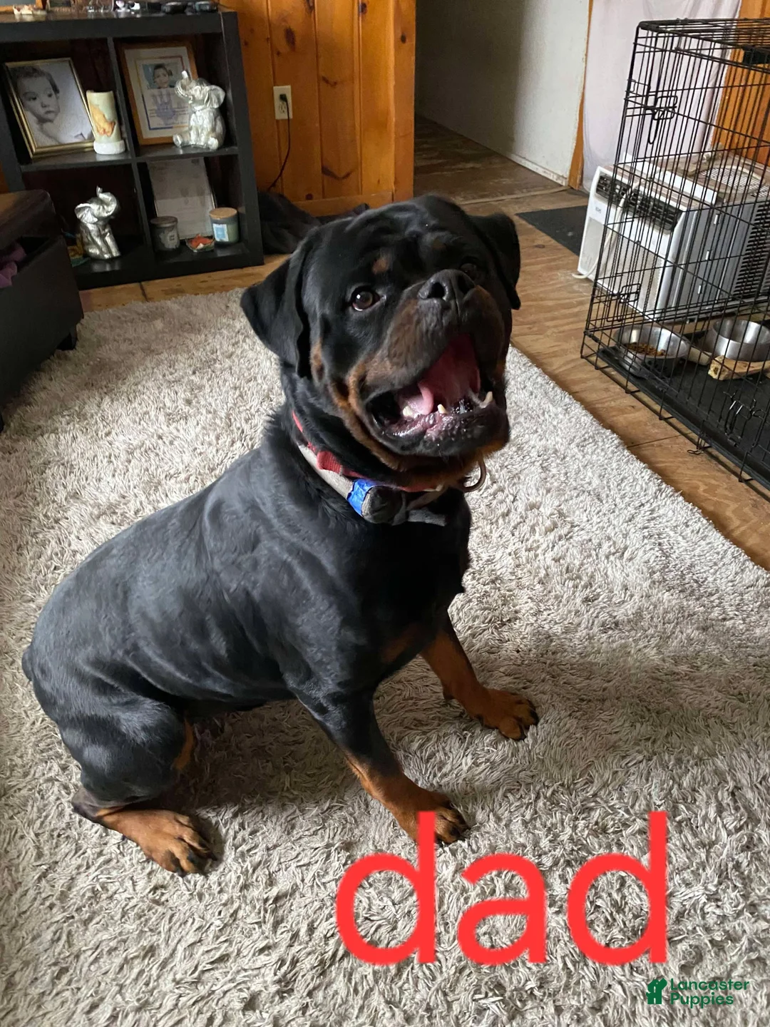 Rottweiler dogs for stud: Sir bruno  - Ad 1