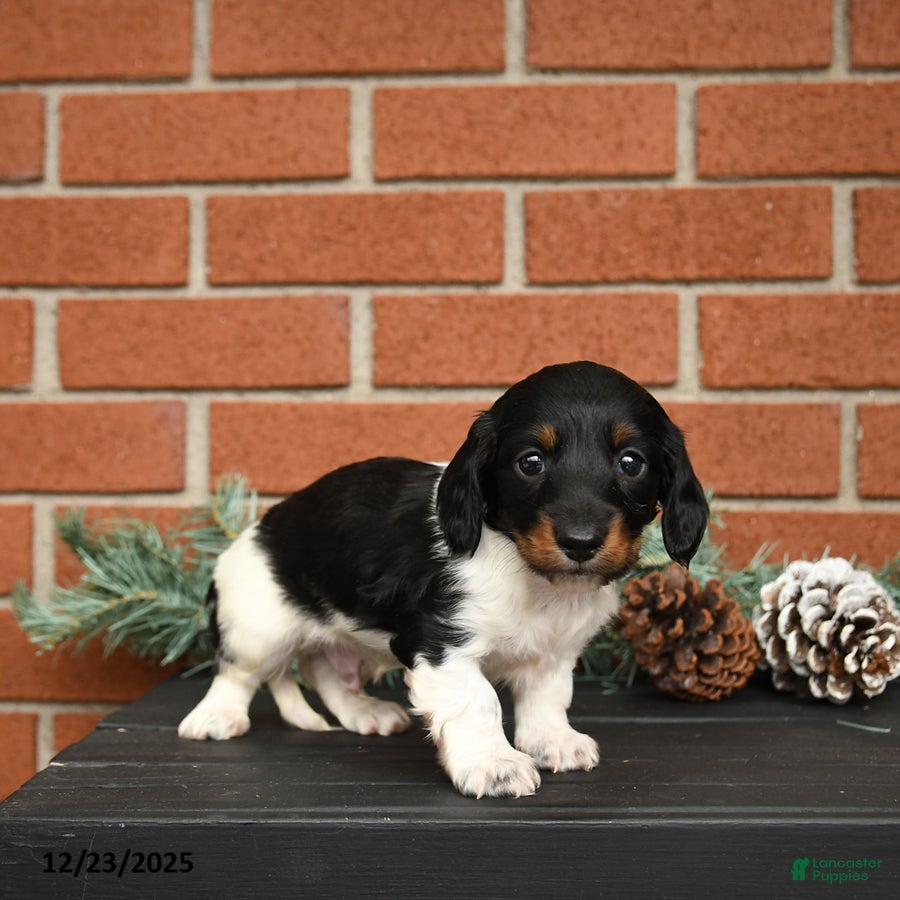 Miniature Dachshund dogs Oreo - Ad 41