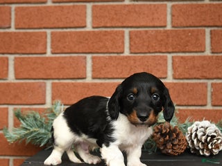 Miniature Dachshund dogs Oreo - Ad 41