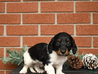Miniature Dachshund dogs Oreo - Ad 11