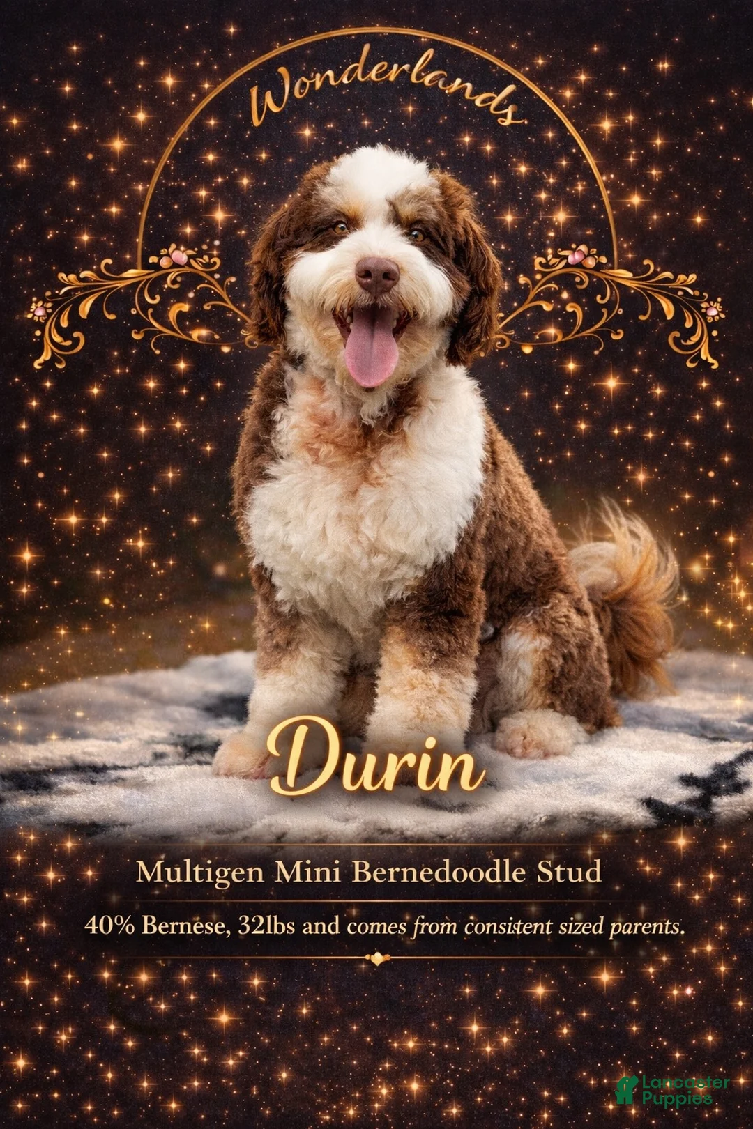 Mini Bernedoodle dogs for sale: Biscotti SALE! - Ad 21