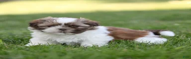 Snickers Shih Tzu 