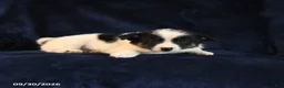 Mixed Breed dogs for sale: Smore  - Ad 5