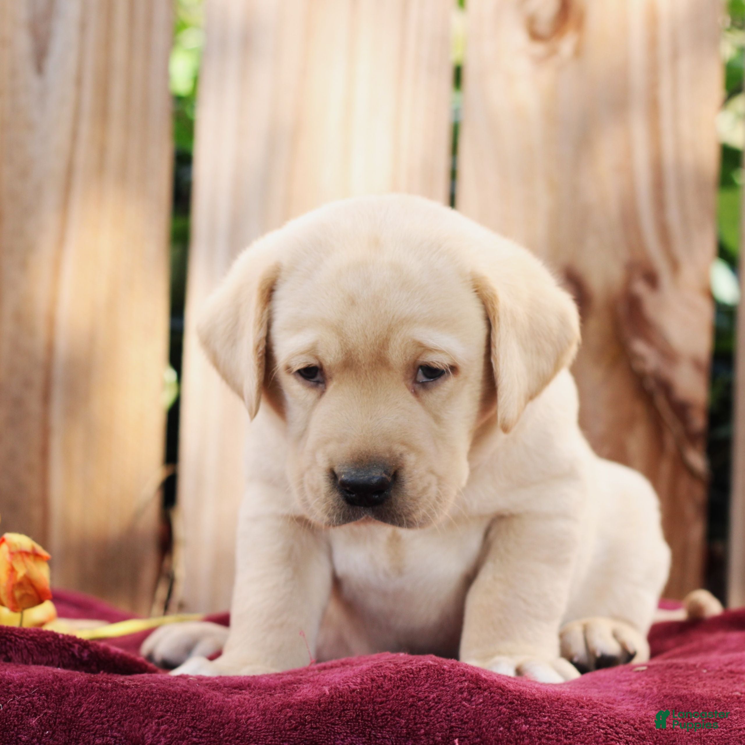 Labrador Retriever dogs for sale: Ranger  - Ad 1