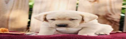 Labrador Retriever dogs for sale: Ranger  - Ad 1