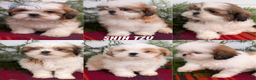 Shih Tzu dogs for sale: Bandit - Ad 12