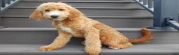 Mini Goldendoodle dogs for sale: Douglas - Ad 5