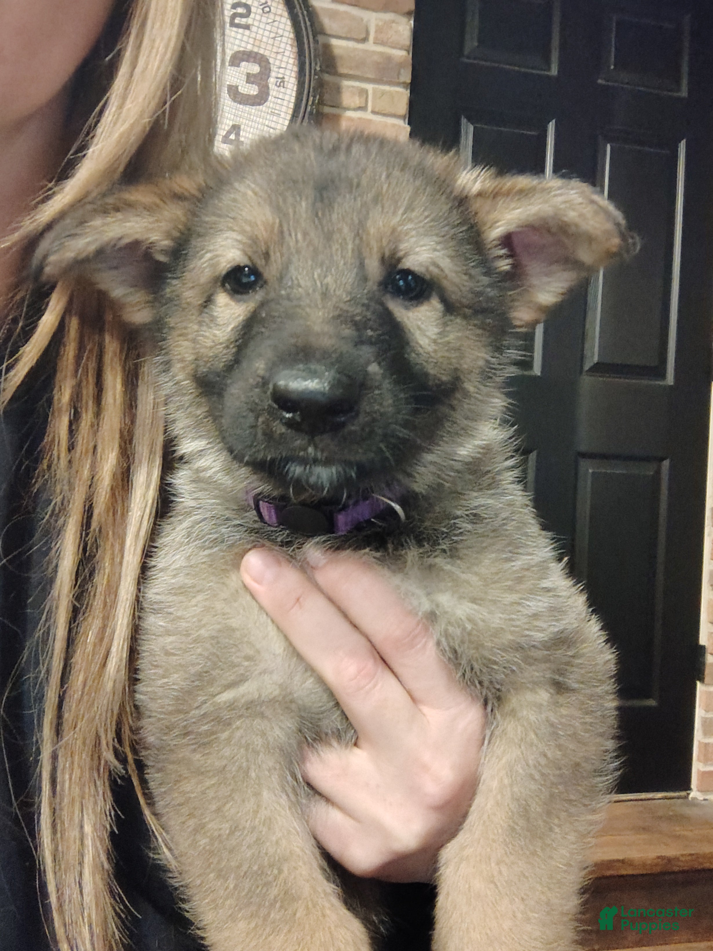 German Shepherd dogs Fern - Ad 2