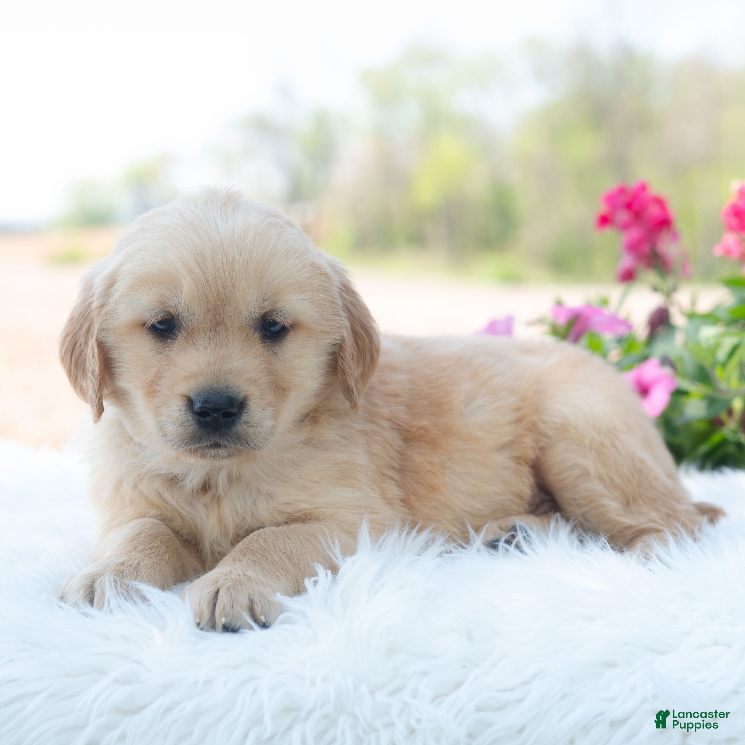 Golden Retriever dogs Mario - Ad 2