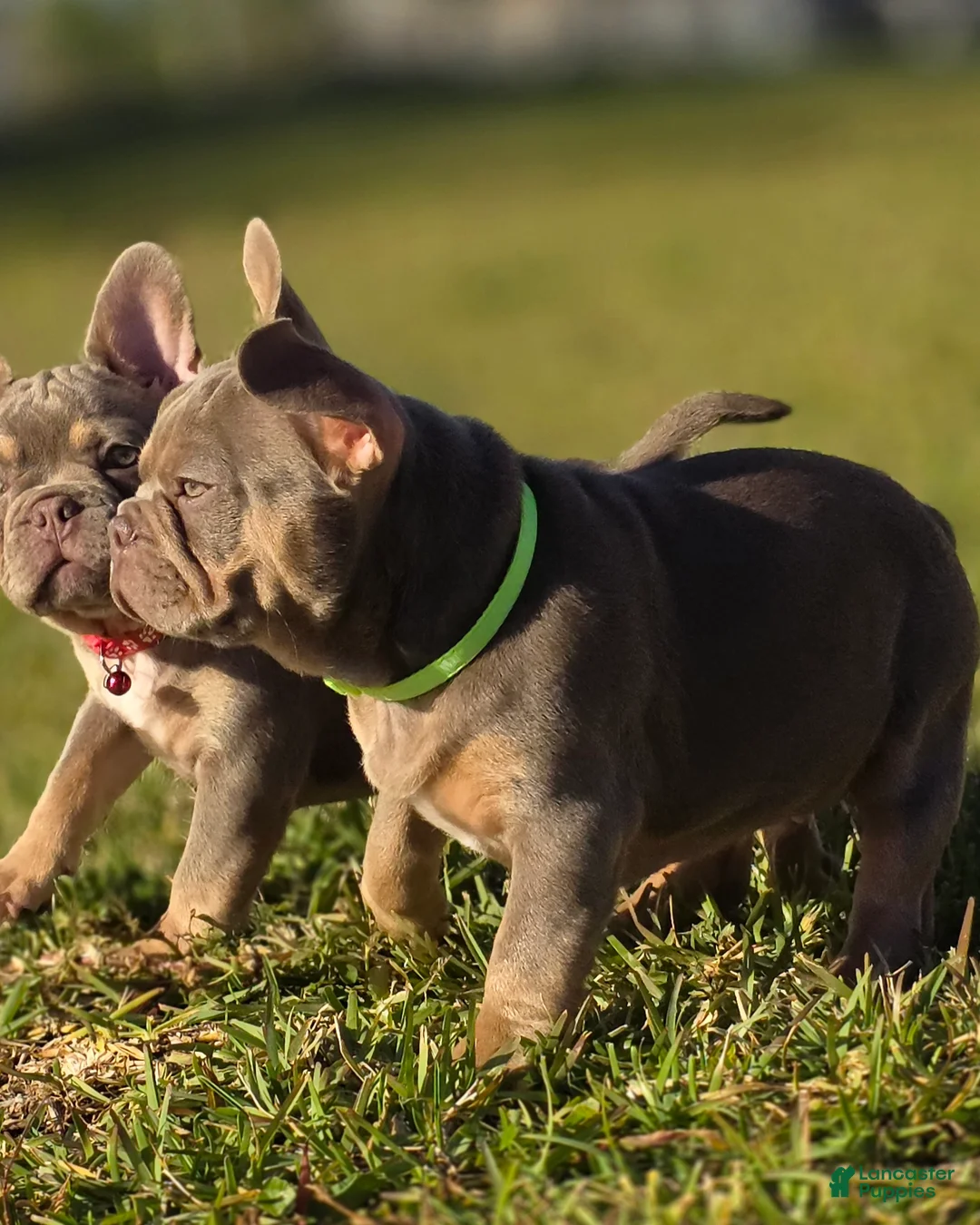 French Bulldog dogs for sale: AKC French Bulldog Tank - Ad 5