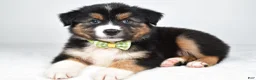 Miniature Australian Shepherd dogs for sale: Stan - Ad 5