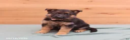 German Shepherd dogs for sale: Gypsy - Ad 4