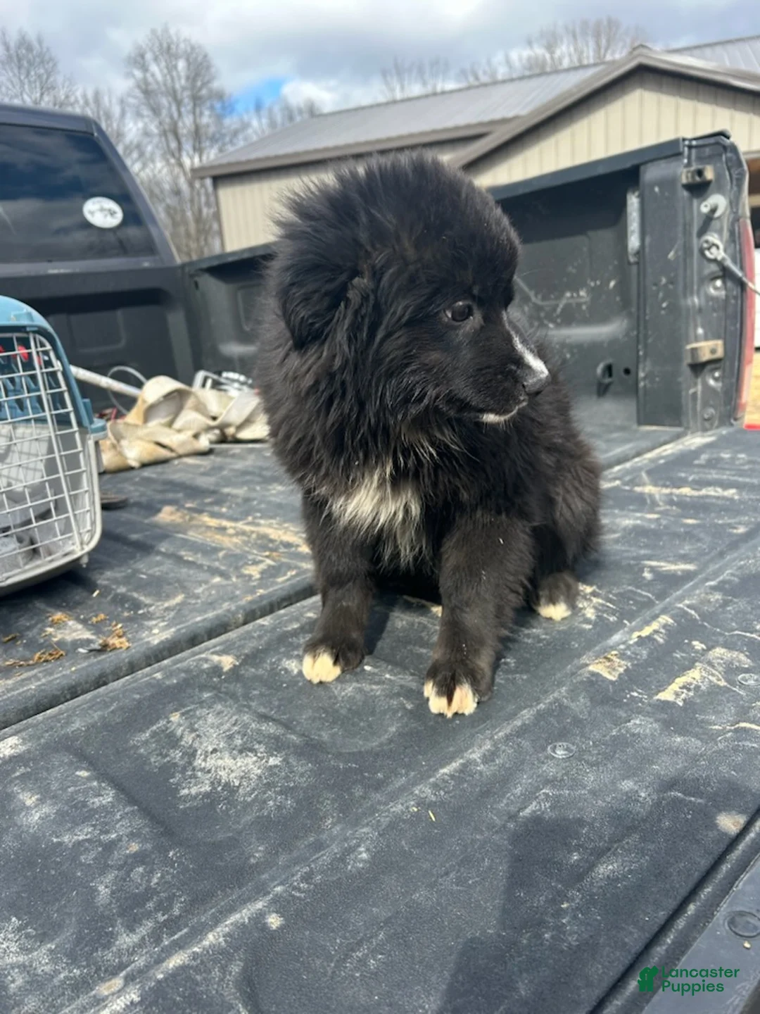 Australian Shepherd dogs for sale: Lady - Ad 1