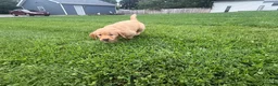 Golden Retriever dogs for sale: Sage  - Ad 3