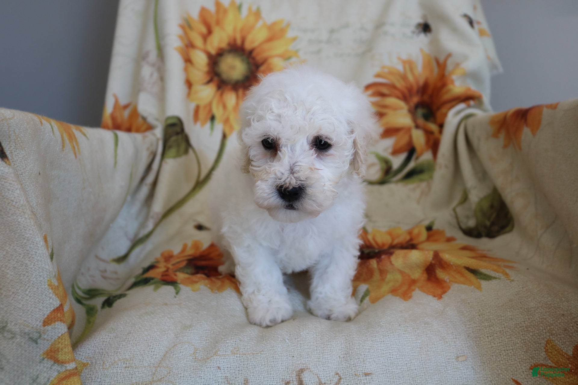 Bichon Frise dogs Barney  - Ad 2