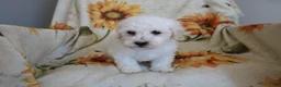 Bichon Frise dogs for sale: Barney  - Ad 2