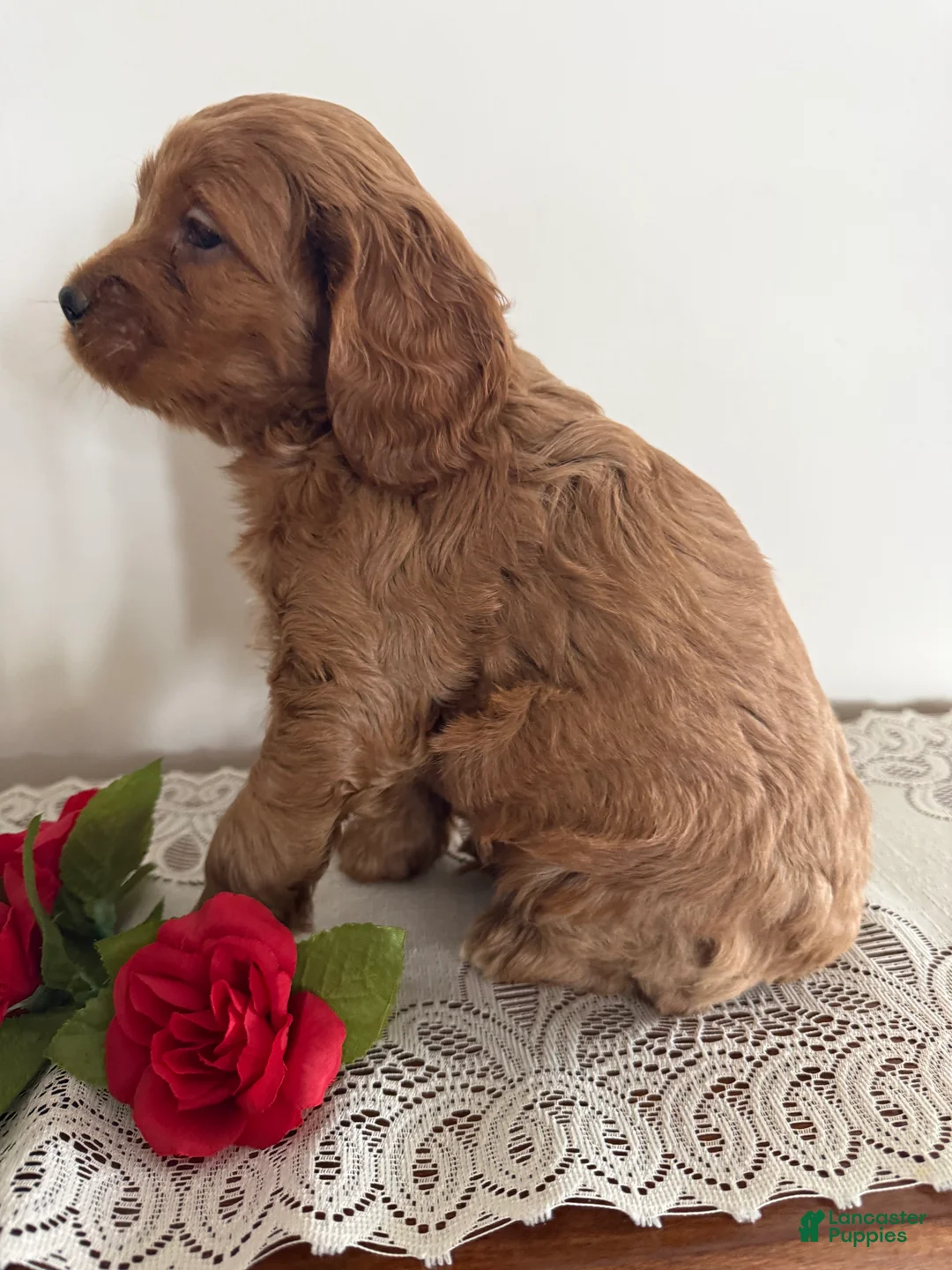 Cockapoo dogs for sale: Cockapoo Puppy 2 - Ad 3