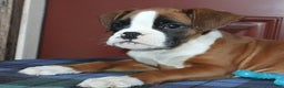 Boxer dogs for sale: Tyson - Champ lines - Ad 2