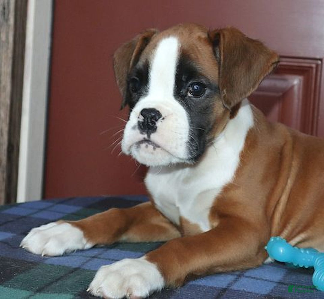 Boxer dogs for sale: Tyson - Champ lines - Ad 2