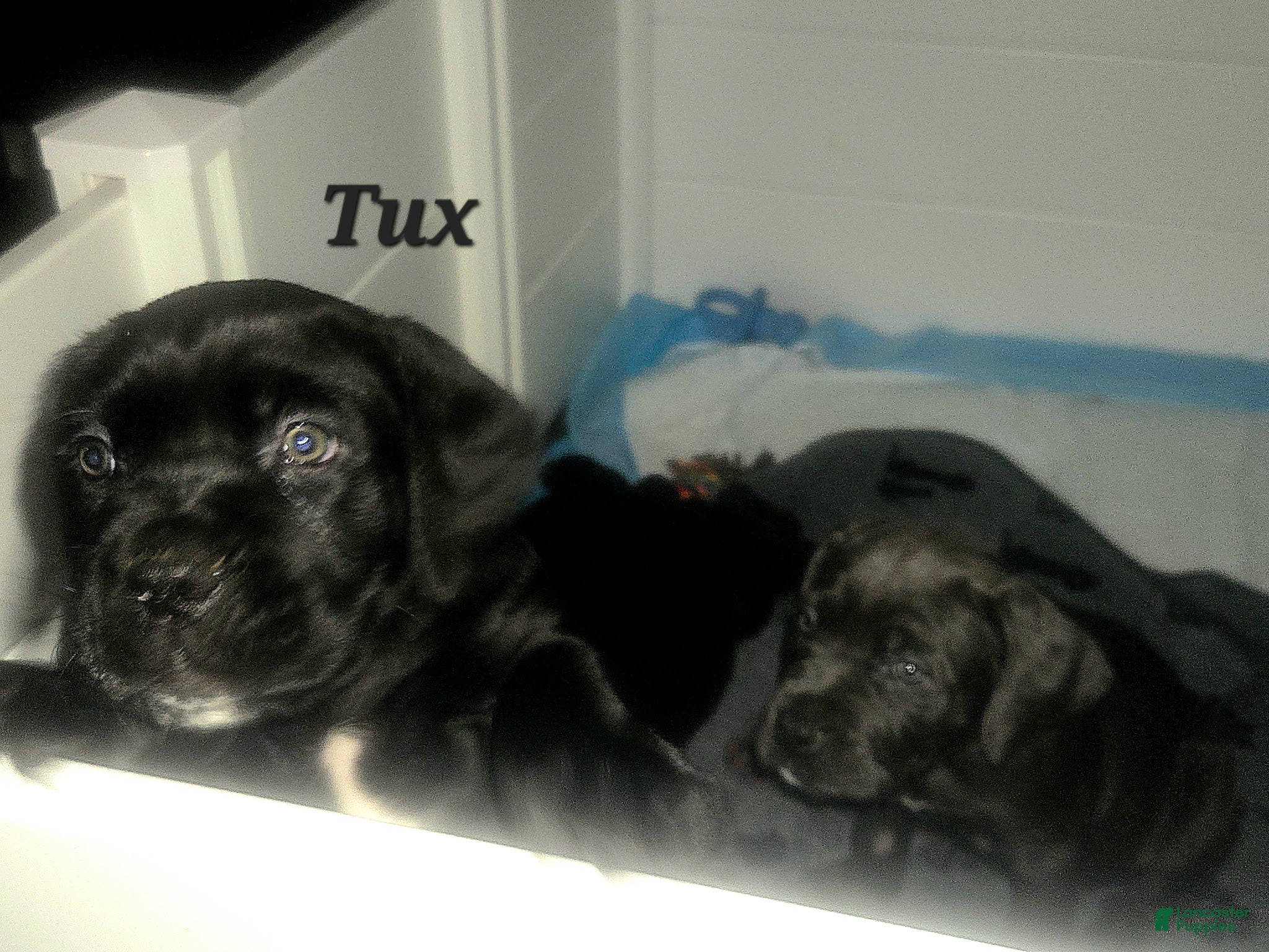 Cane Corso dogs Tux - Ad 2
