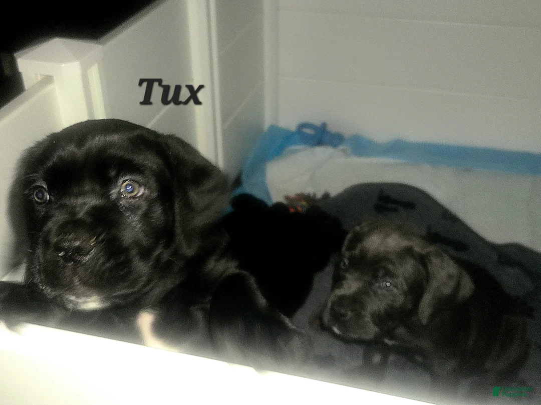 Cane Corso dogs for sale: Tux - Ad 2
