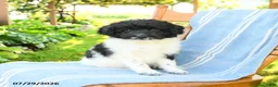 Mixed Breed dogs for sale: Russell - Ad 3