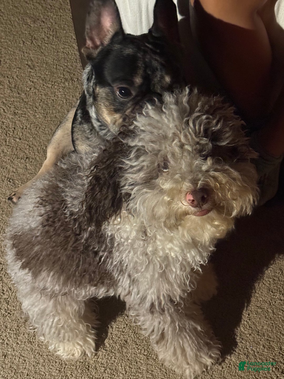 Gallery Image {{count}}