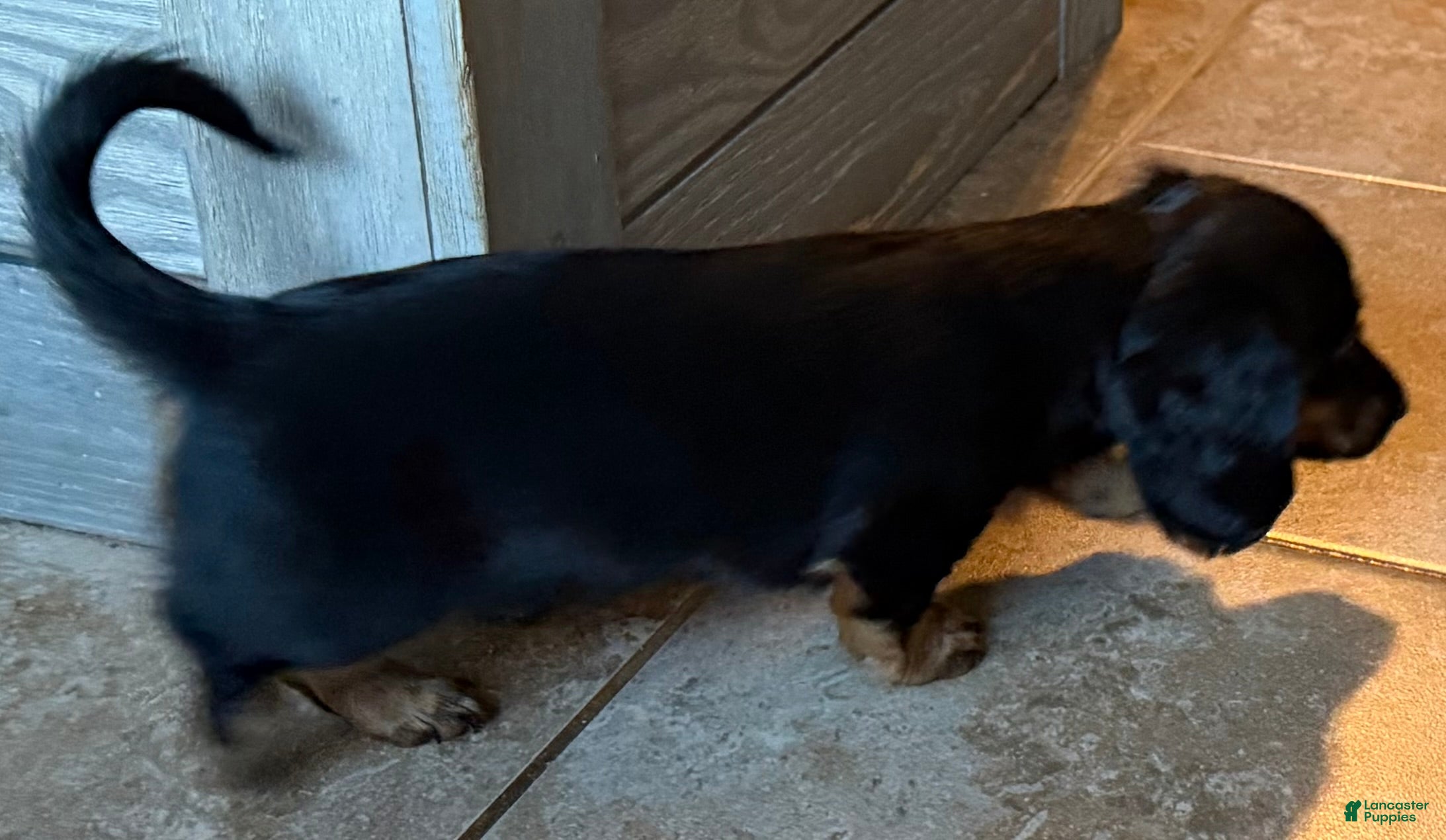 Dachshund dogs for sale: Gretchen - Ad 2